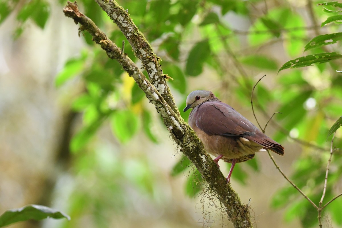 White-faced Quail-Dove - Rob Cahill