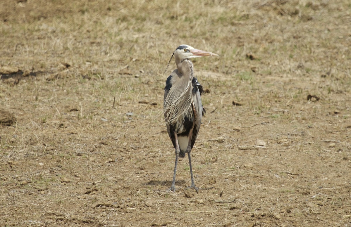 Great Blue Heron - Bob Mumford