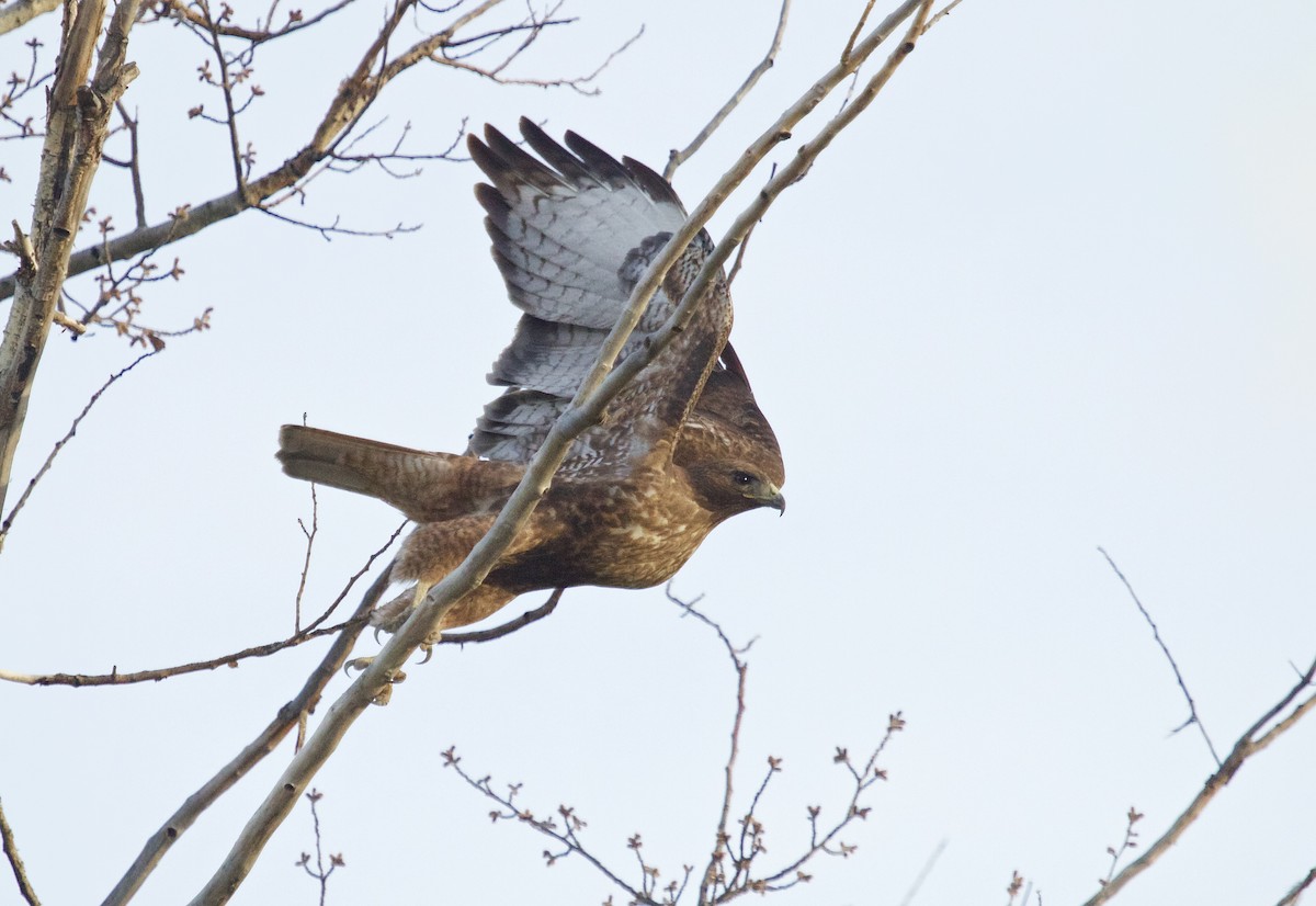Red-tailed Hawk - Bob Mumford