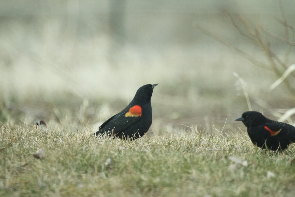 Red-winged Blackbird - Bob Mumford