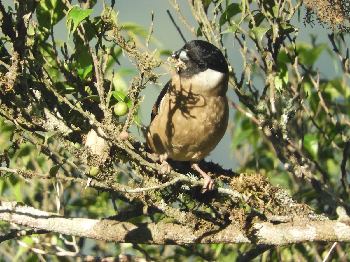 White-cheeked Bullfinch - ML151988921