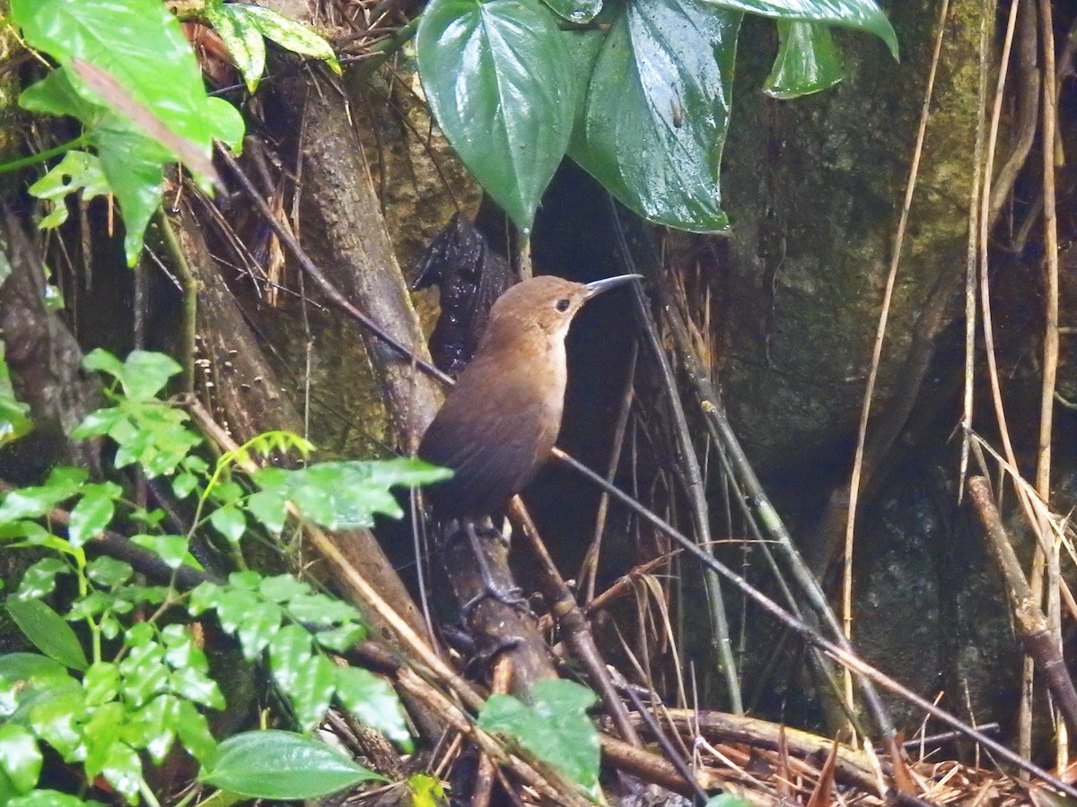 Nava's Wren - ML151989721