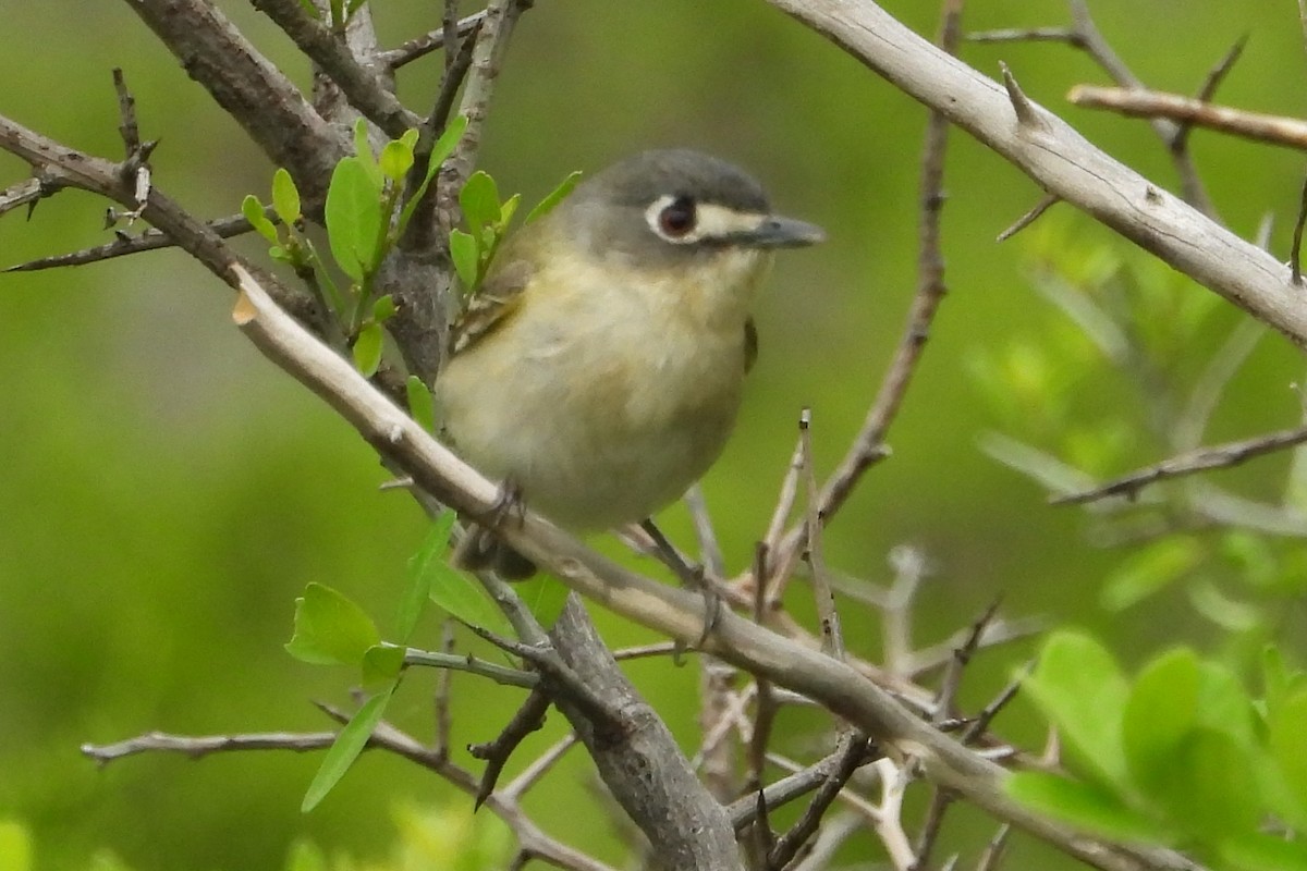 Black-capped Vireo - ML151990001