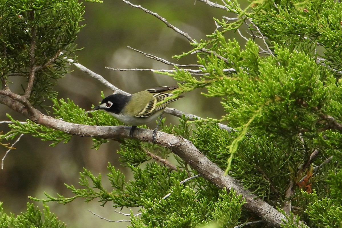 Black-capped Vireo - ML151990031