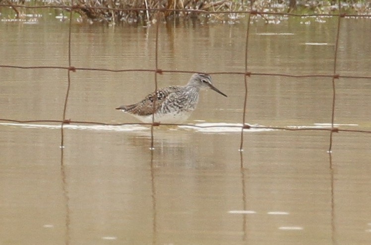 Lesser Yellowlegs - ML151990041