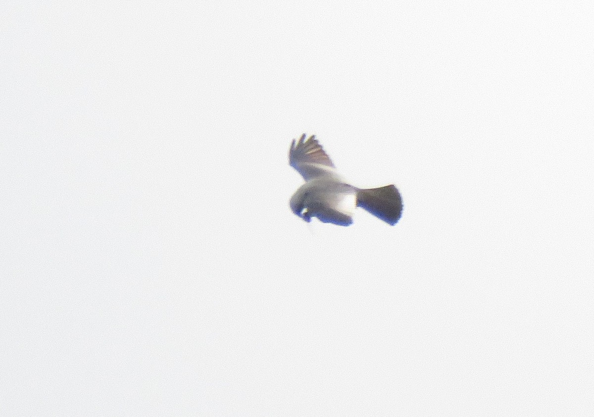 Mississippi Kite - Oliver  Komar