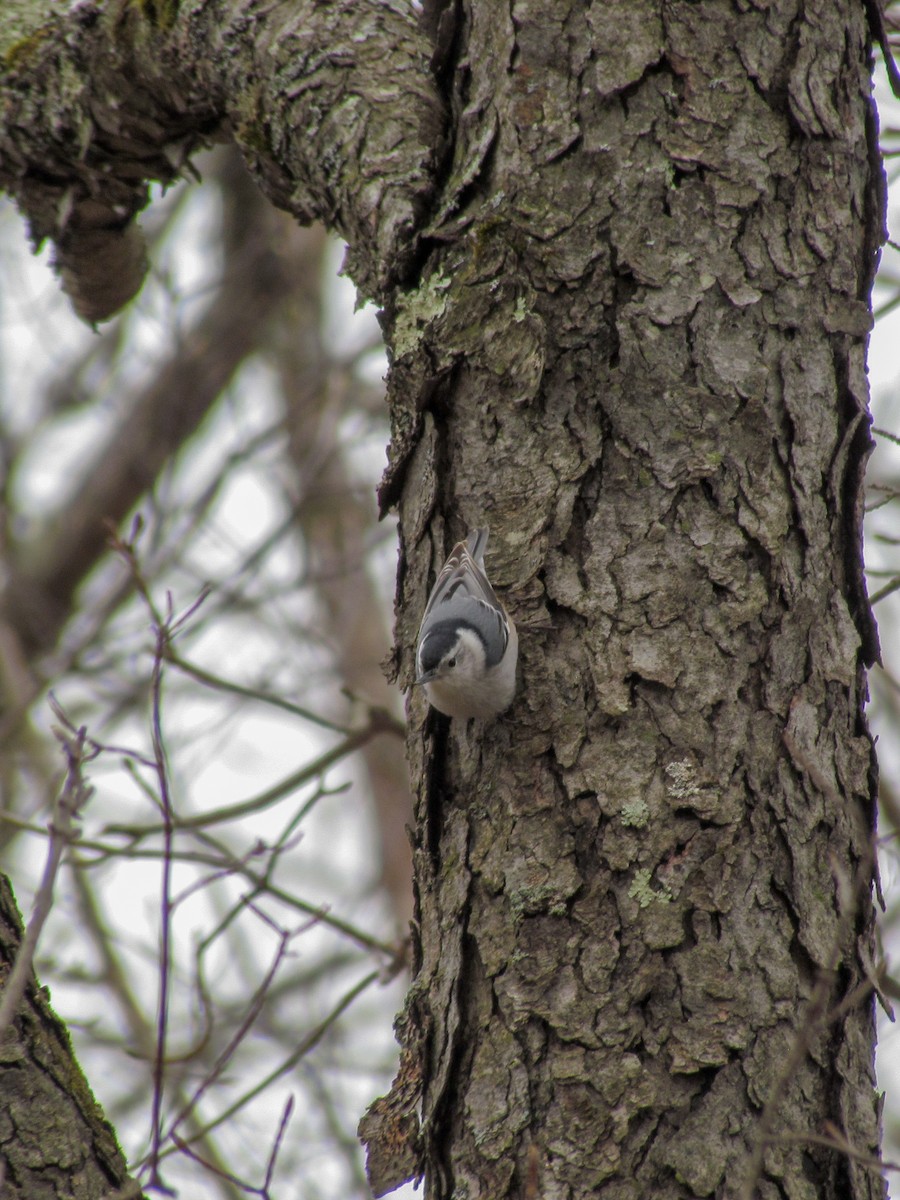 White-breasted Nuthatch - ML151990791