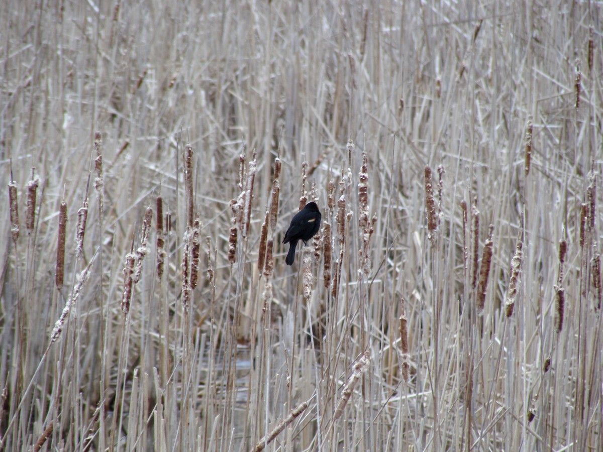 Red-winged Blackbird - ML151990871