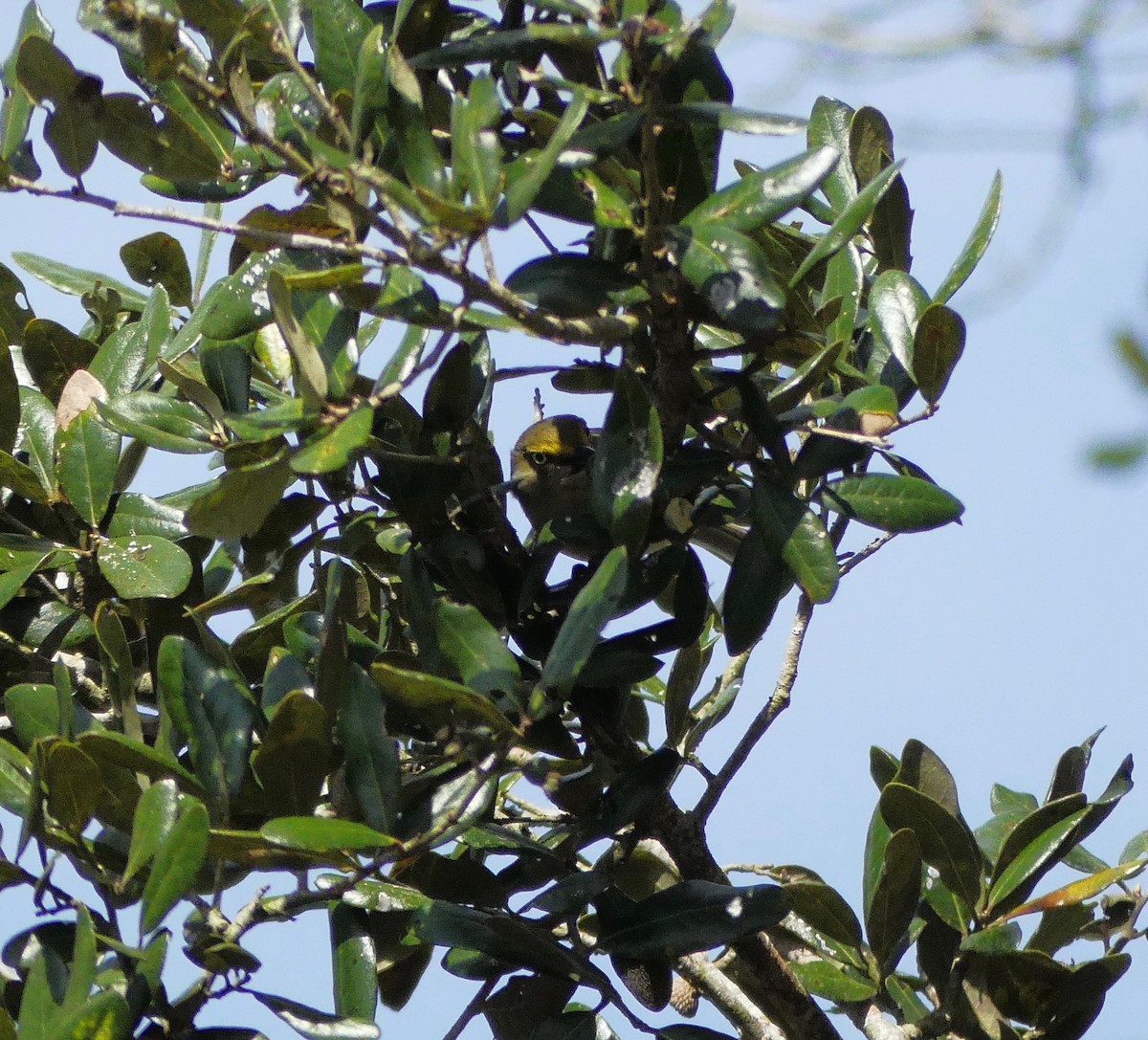 Ak Gözlü Vireo - ML151991201