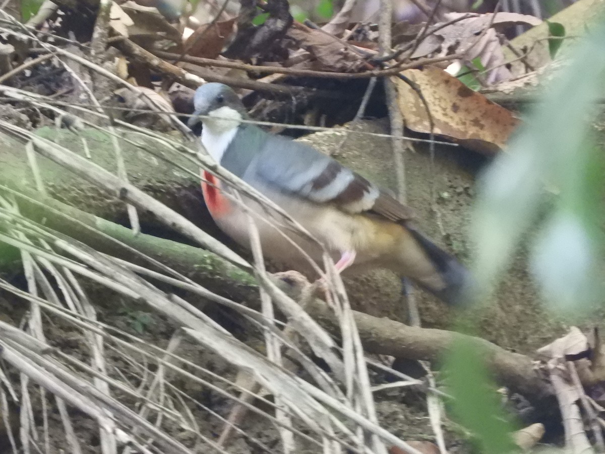 Luzon Bleeding-heart - ML151992061