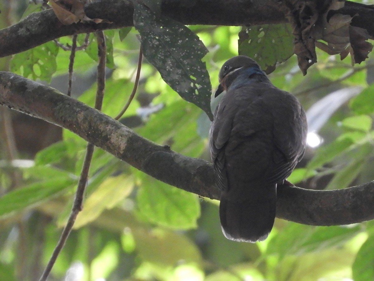 White-eared Brown-Dove - ML151992121