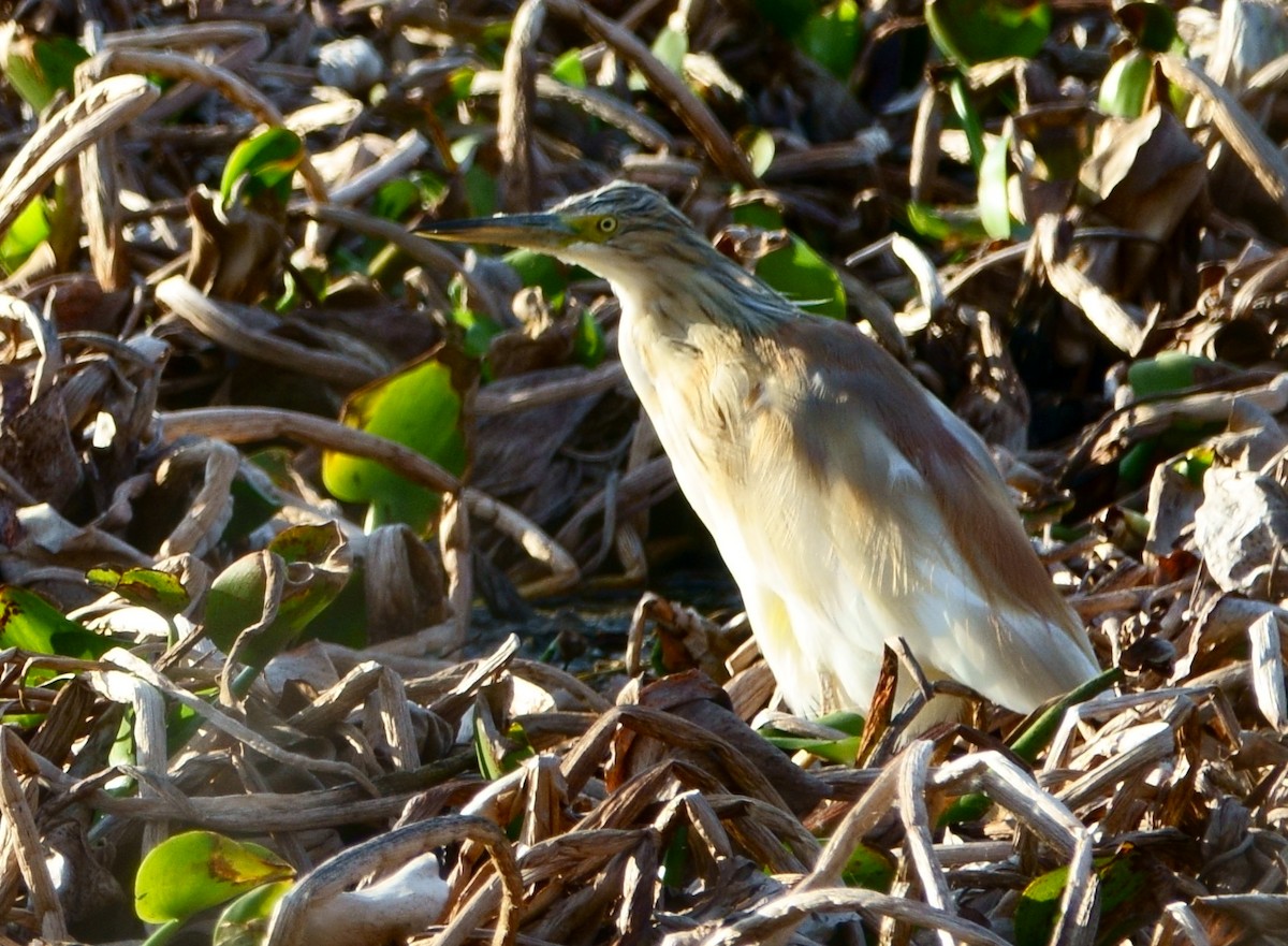 Squacco Heron - Cecilia Longo