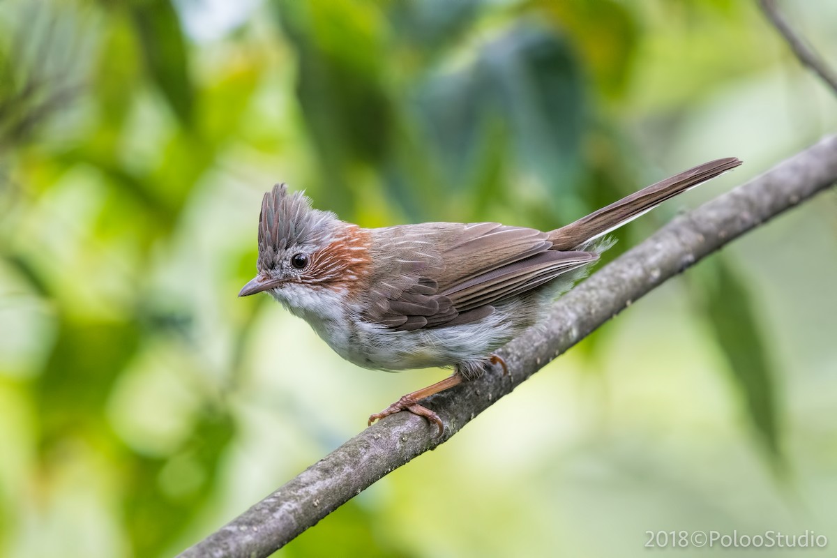 Indochinese Yuhina - Wei Yan