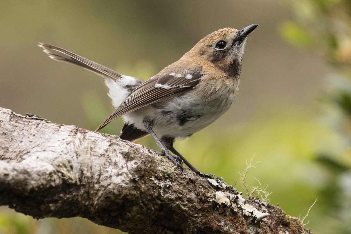 Oahu Elepaio - Eric VanderWerf