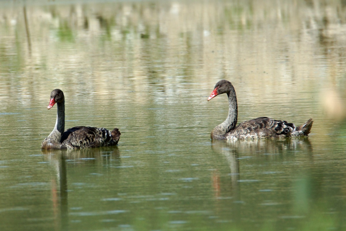 Black Swan - ML151994211