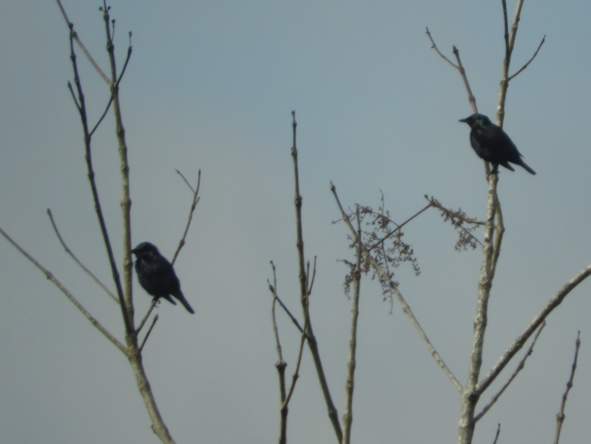 Short-tailed Starling - ML151994731