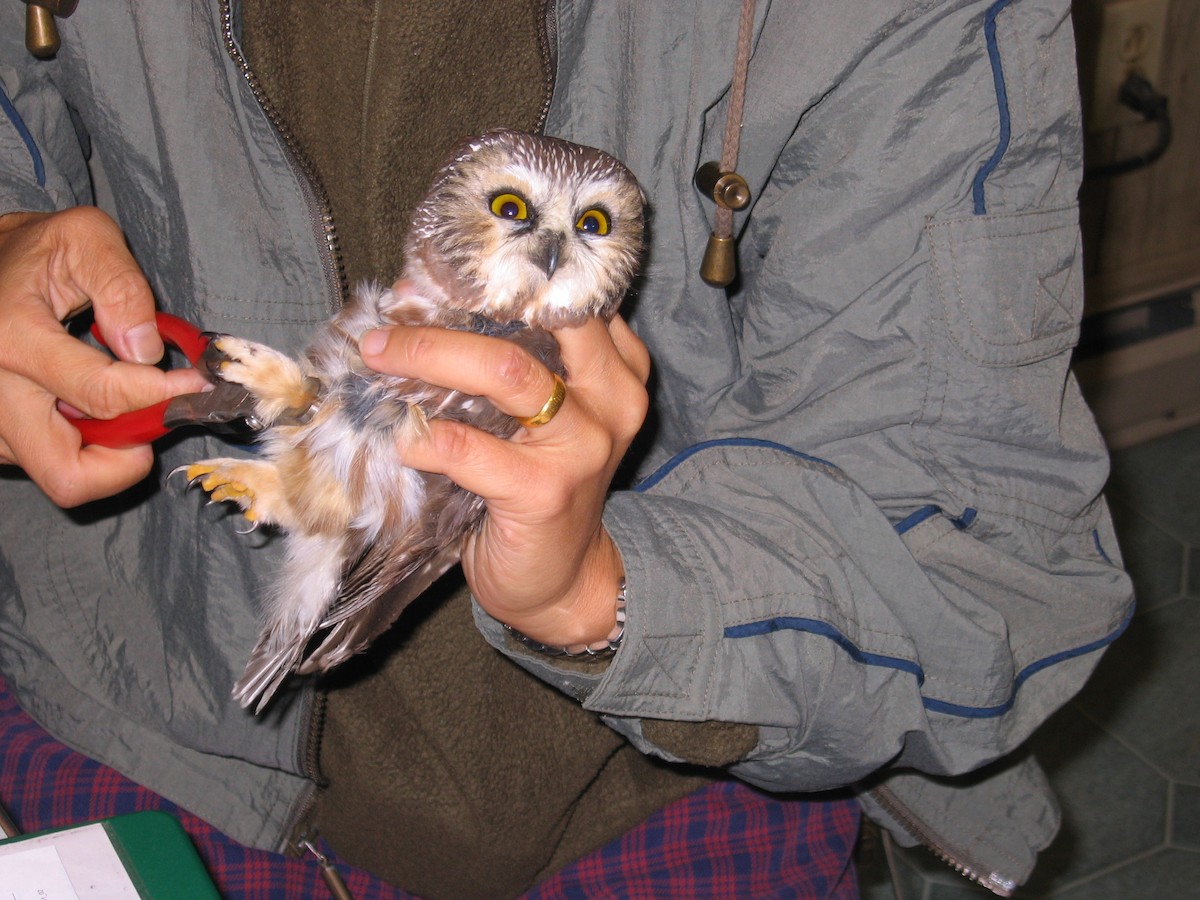 Northern Saw-whet Owl - ML151994771