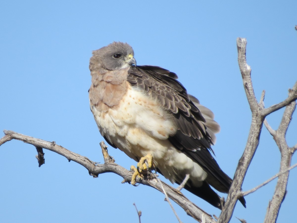 Swainson's Hawk - ML151994831