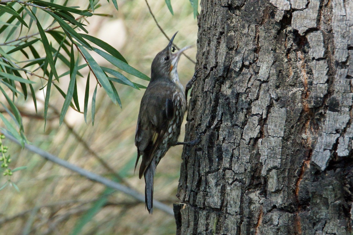 White-throated Treecreeper - ML151995181