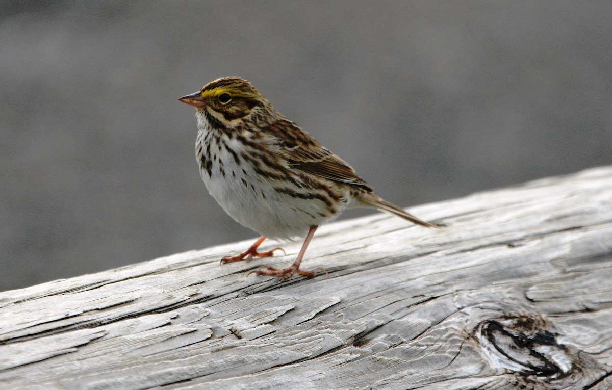 Savannah Sparrow - Mark  Ludwick