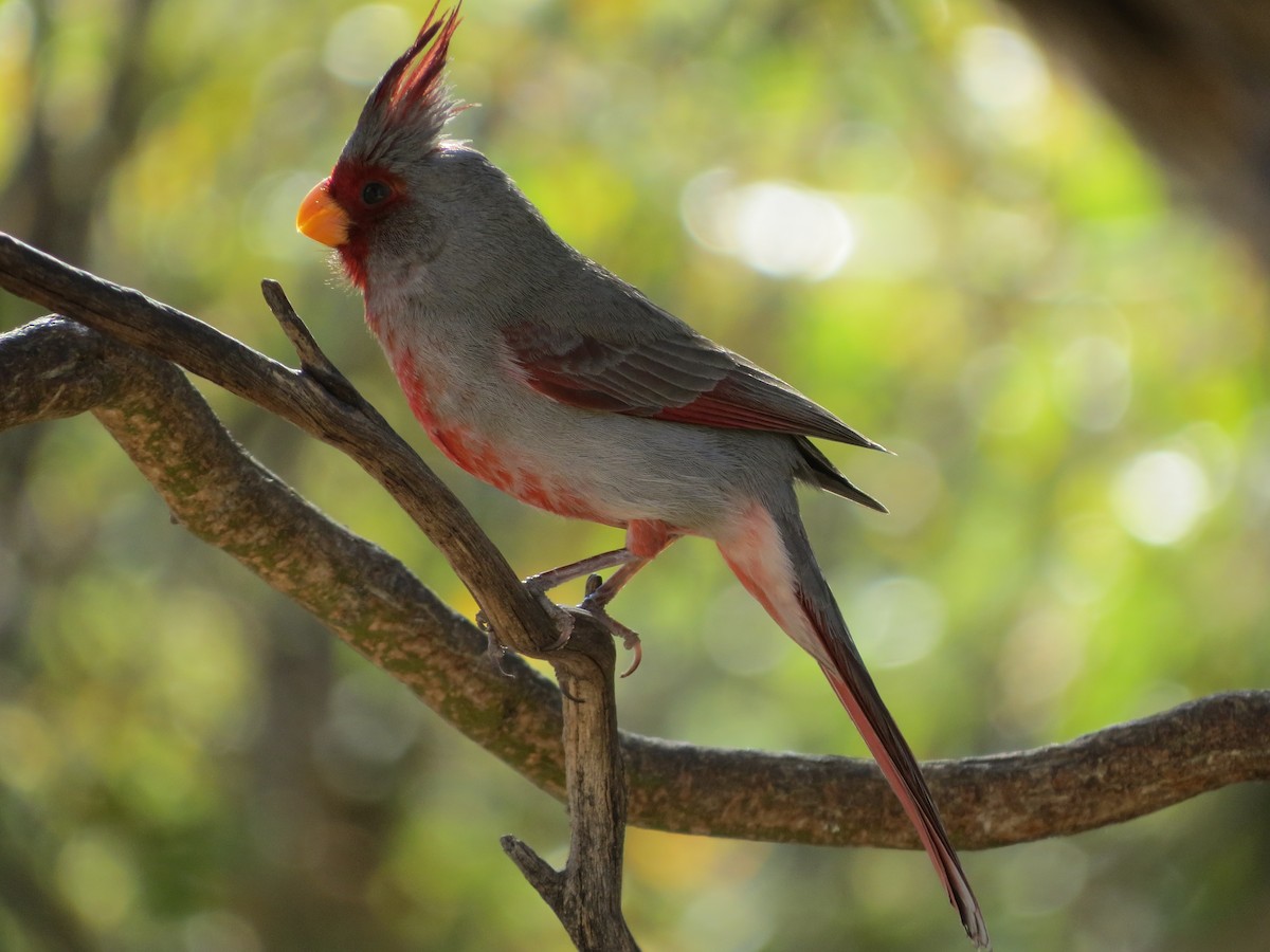 Cardinal pyrrhuloxia - ML151996021