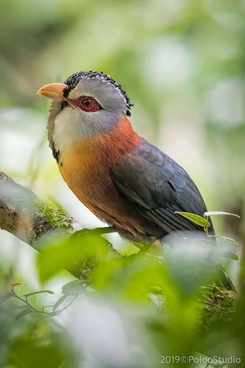 Scale-feathered Malkoha - ML151997651
