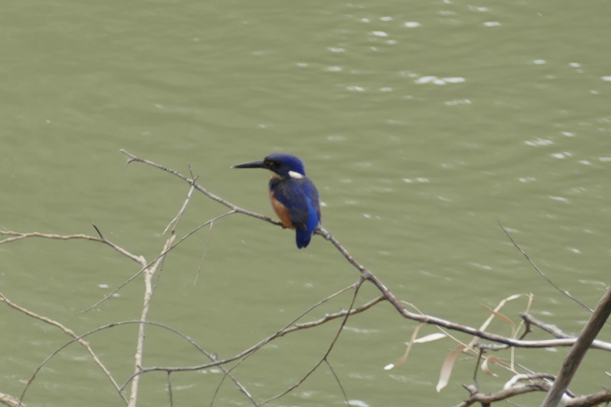 Azure Kingfisher - ML151999891