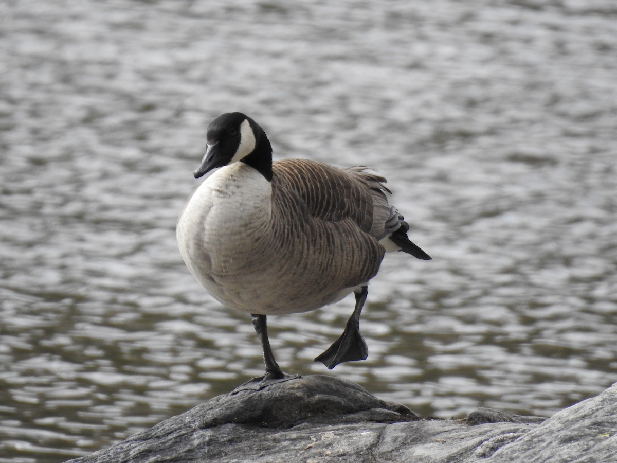 Branta kanadar handia - ML151999931