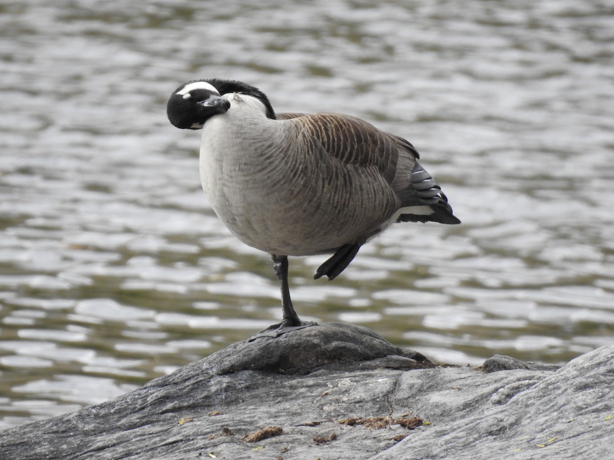 Branta kanadar handia - ML151999941