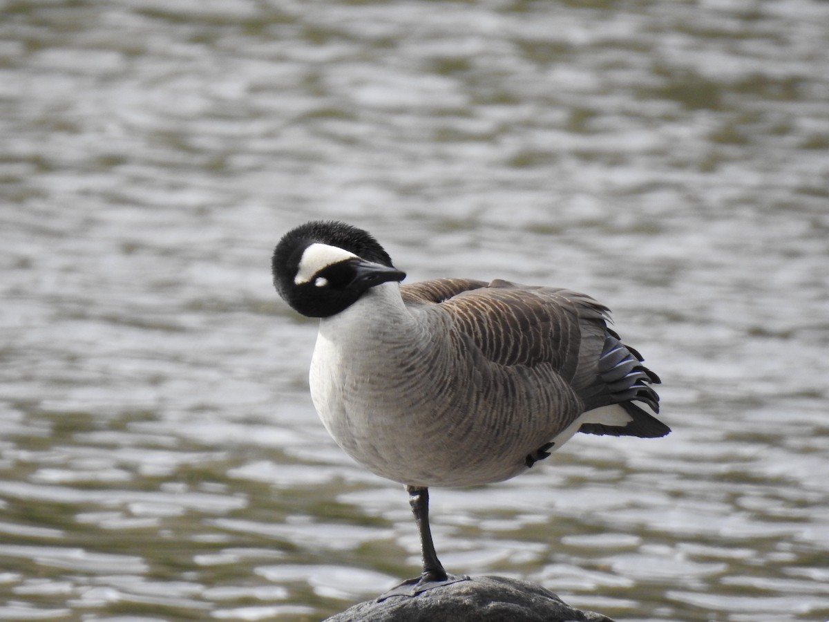 Branta kanadar handia - ML151999951