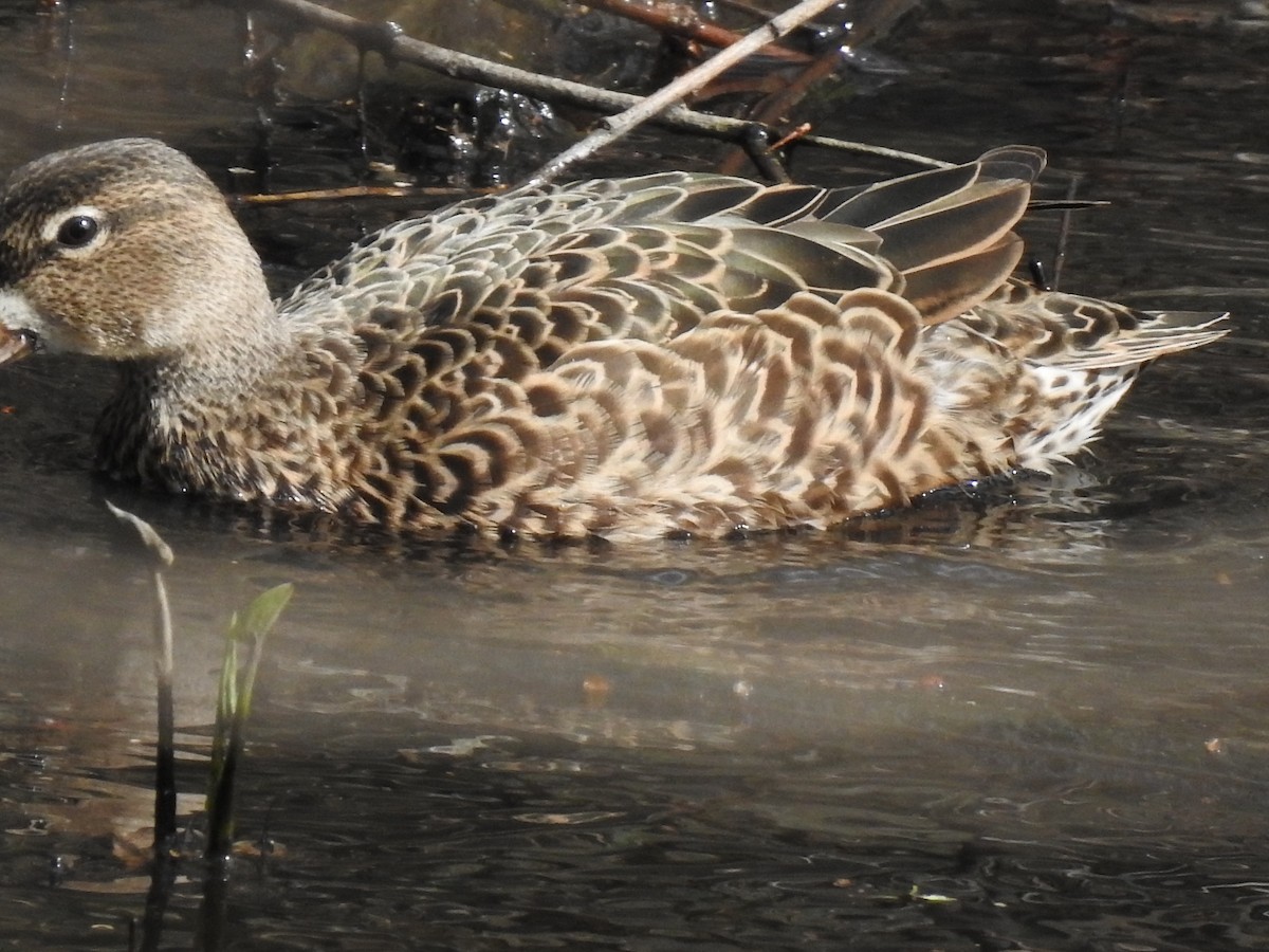 Blue-winged Teal - Jocele Capaldo