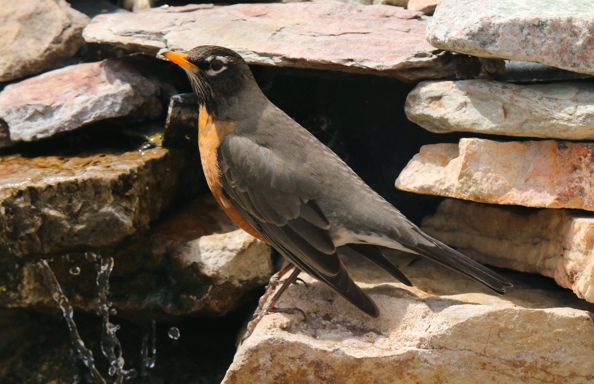 American Robin - ML152000341