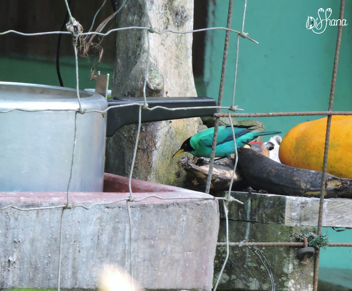 Green Honeycreeper - ML152000571