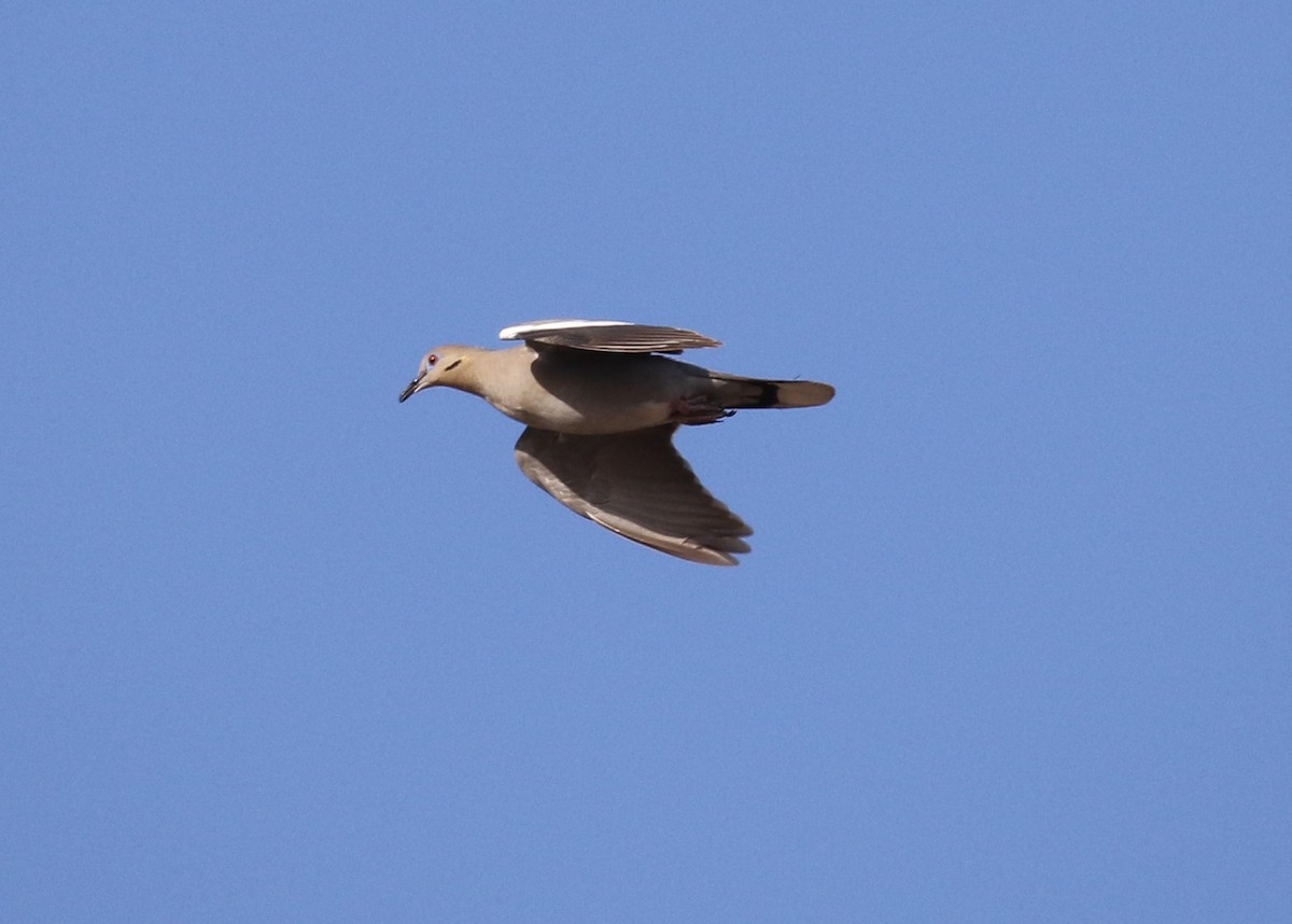 White-winged Dove - ML152000601