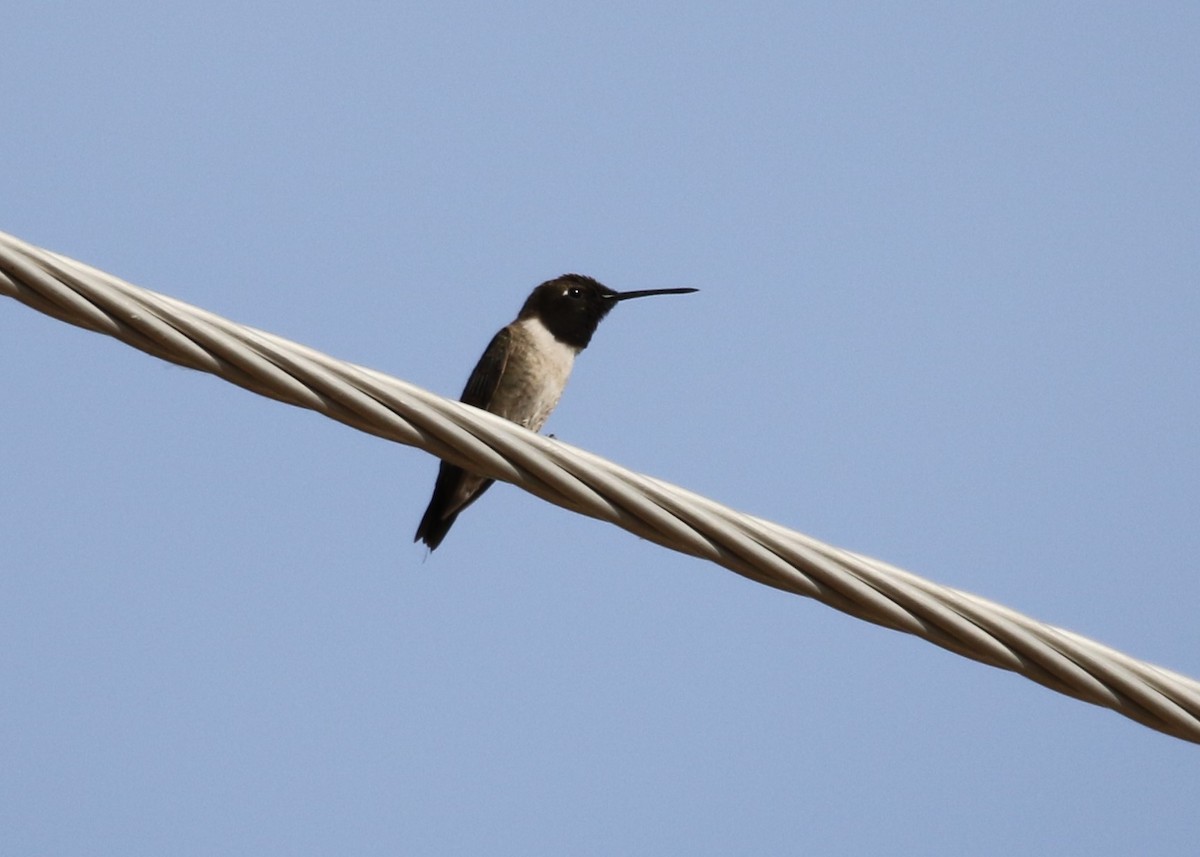 Black-chinned Hummingbird - ML152000621
