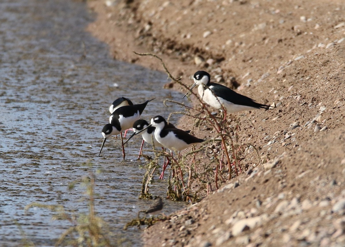 Schwarznacken-Stelzenläufer (mexicanus) - ML152000641