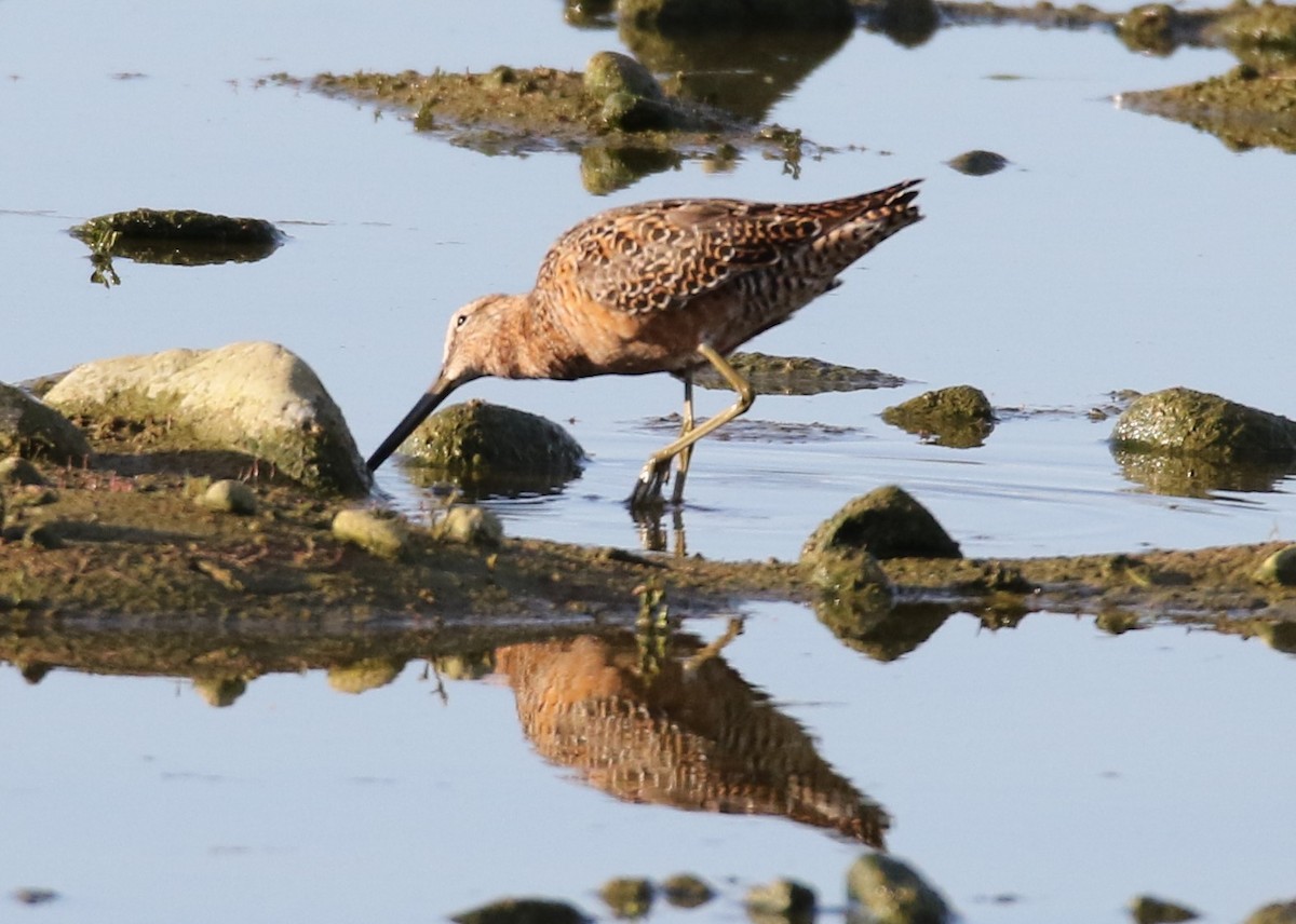 Long-billed Dowitcher - ML152000701