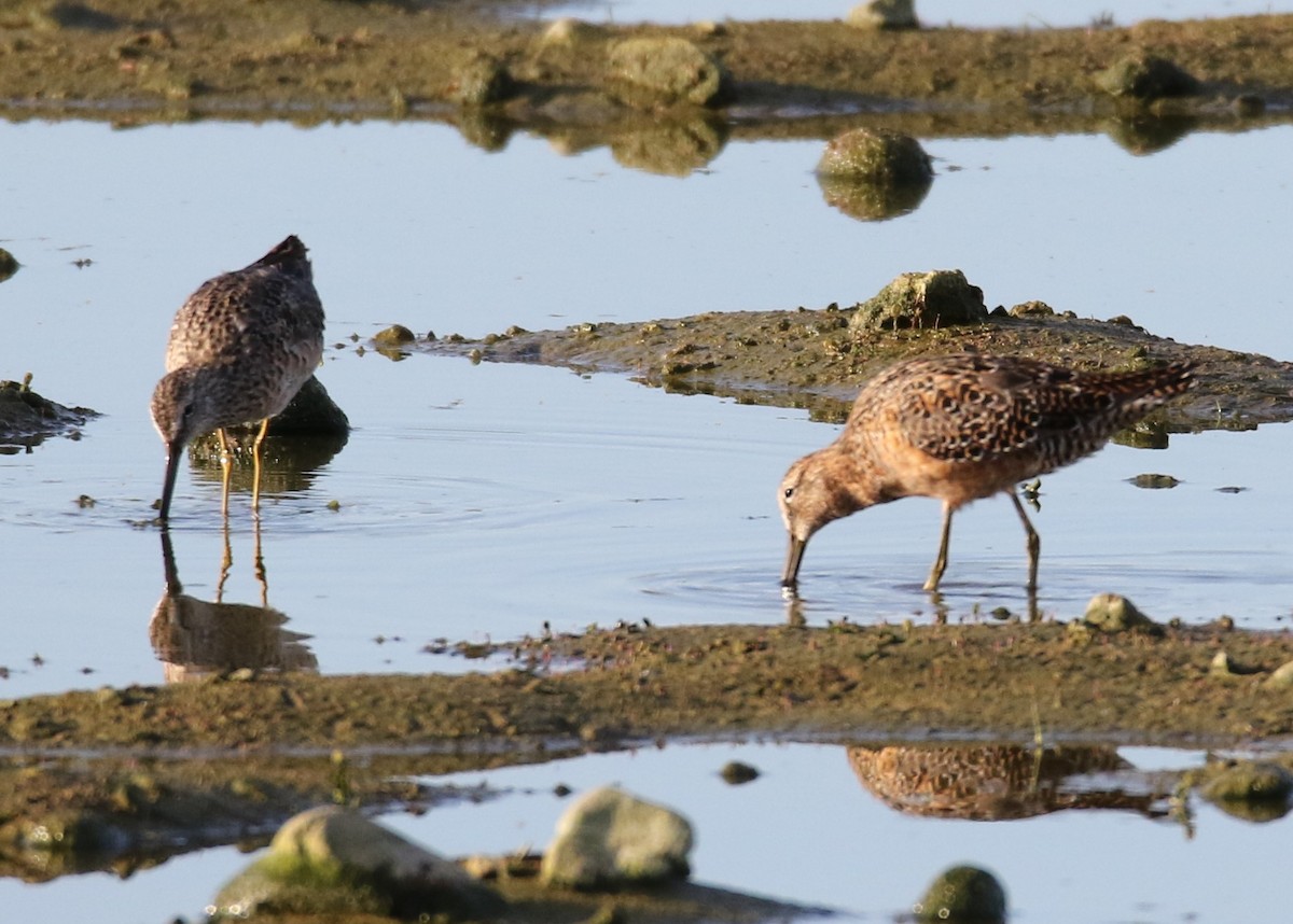 Long-billed Dowitcher - ML152000711