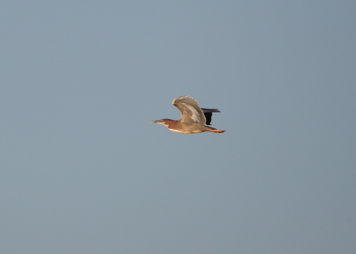 Green Heron - ML152000801