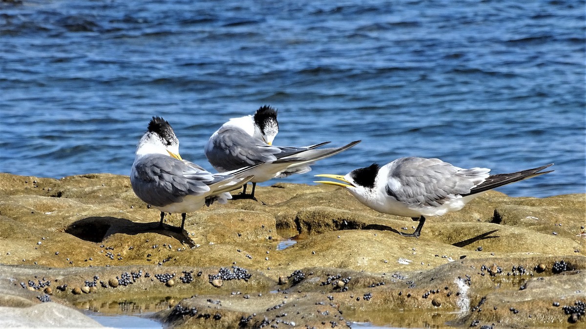 Great Crested Tern - ML152000821