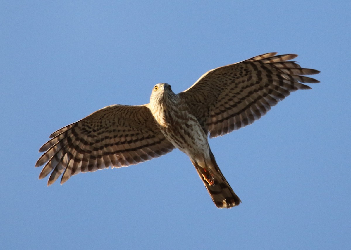 Sharp-shinned Hawk - ML152000831