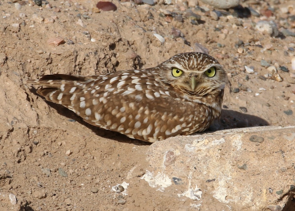 Burrowing Owl - ML152000841