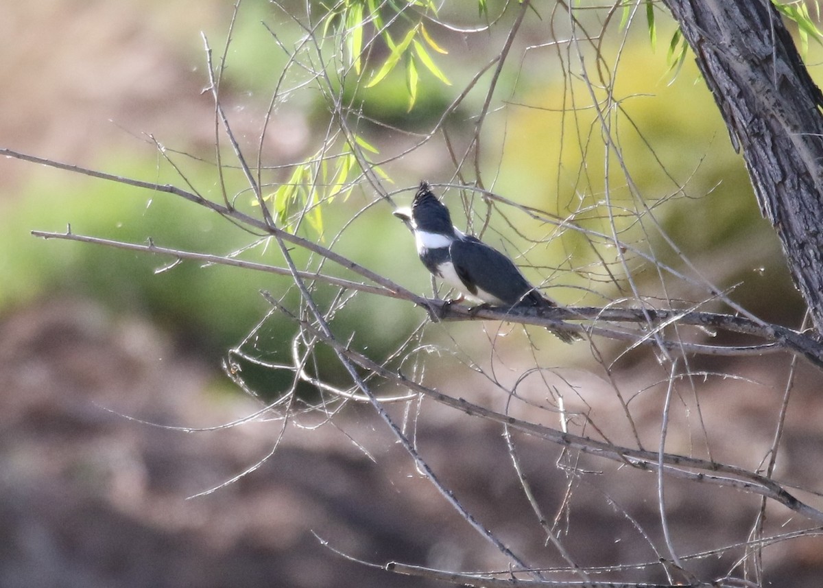 Belted Kingfisher - ML152000851