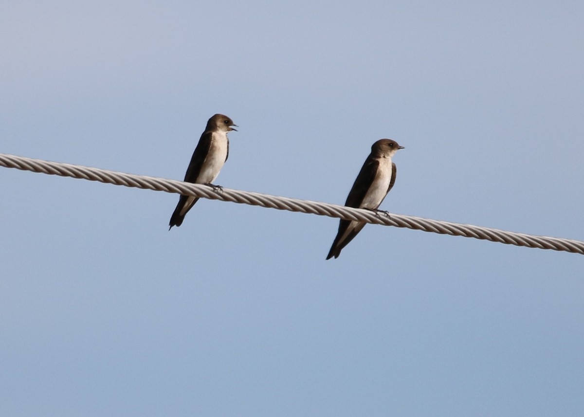 Northern Rough-winged Swallow - ML152000941
