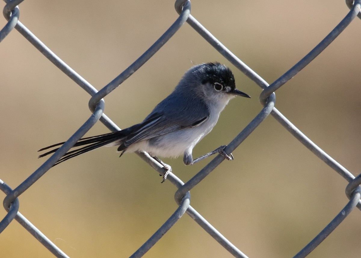 Black-tailed Gnatcatcher - ML152001041