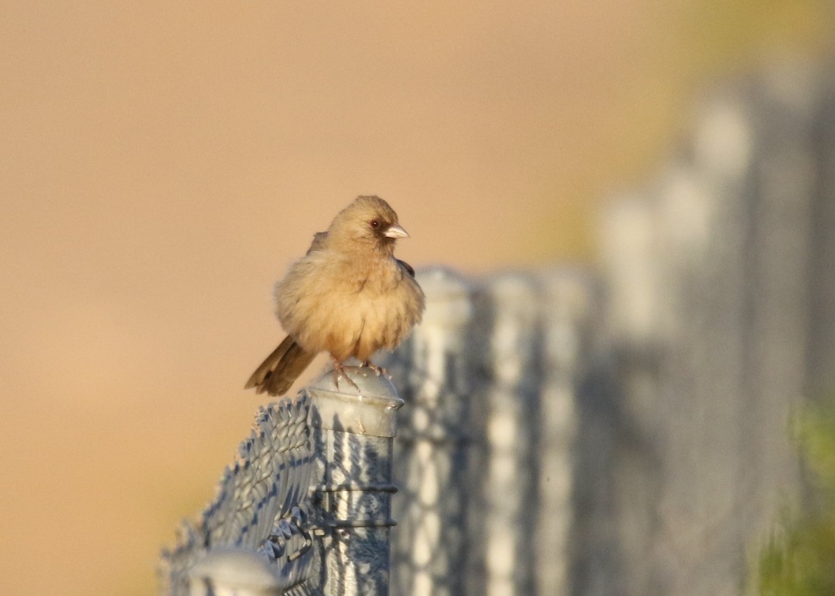 Abert's Towhee - ML152001121