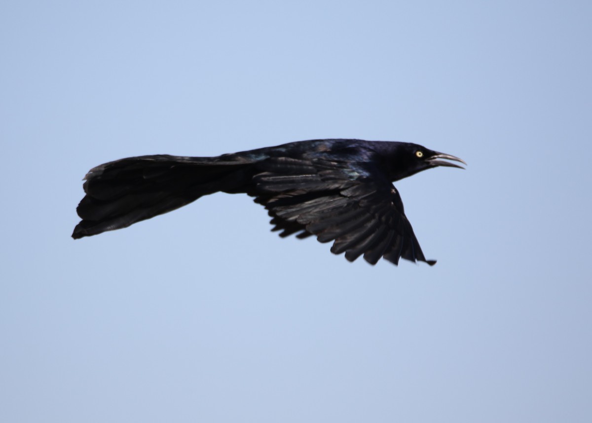 Great-tailed Grackle - ML152001161