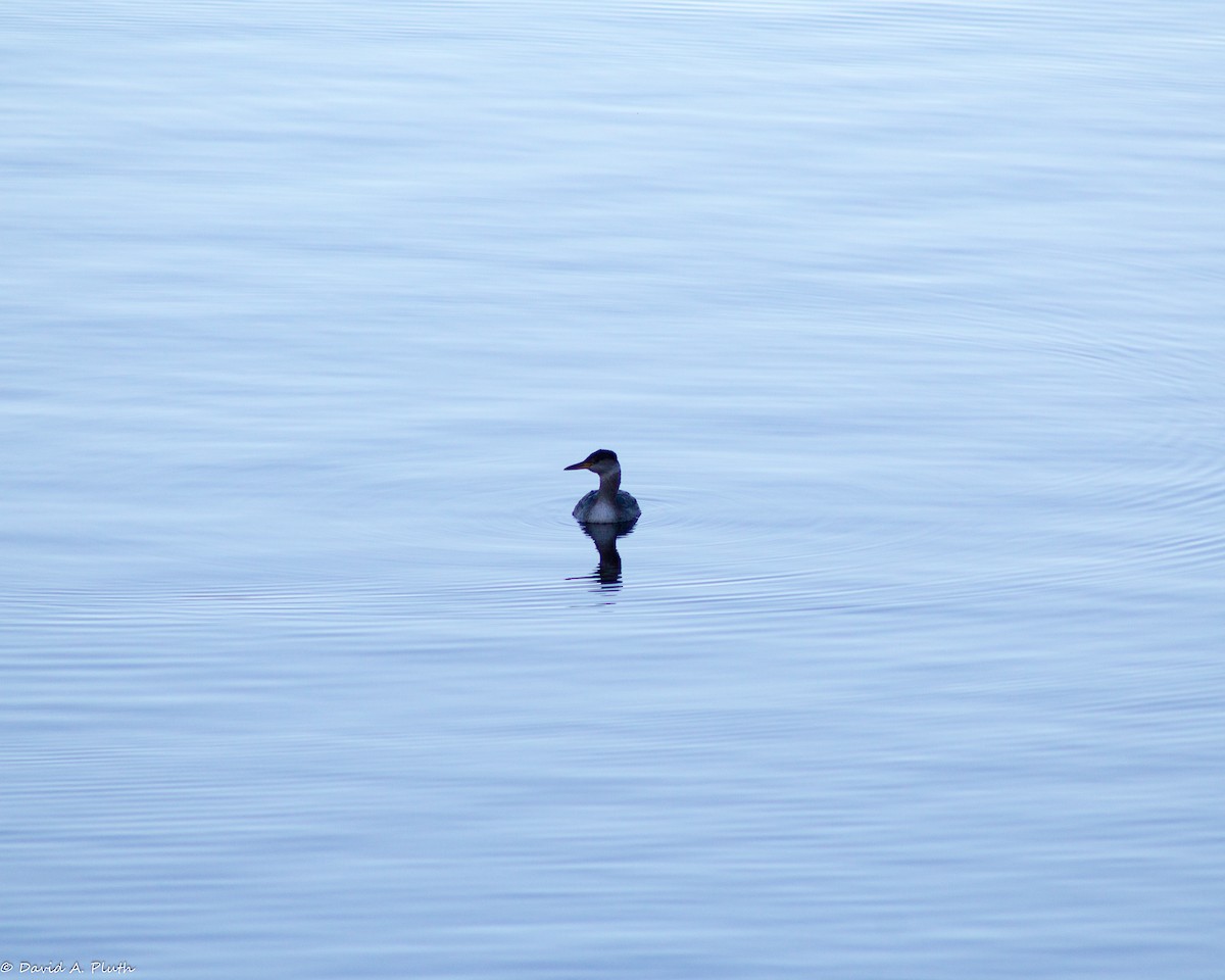 Red-necked Grebe - ML152001791