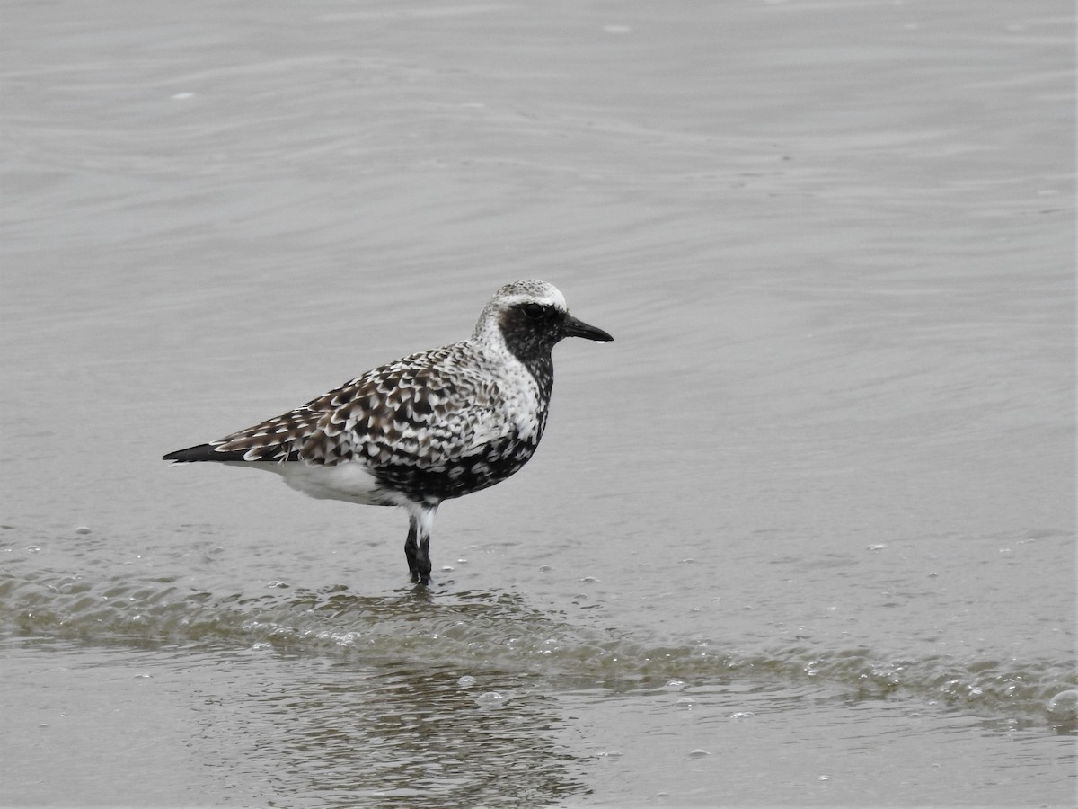 Black-bellied Plover - ML152002251