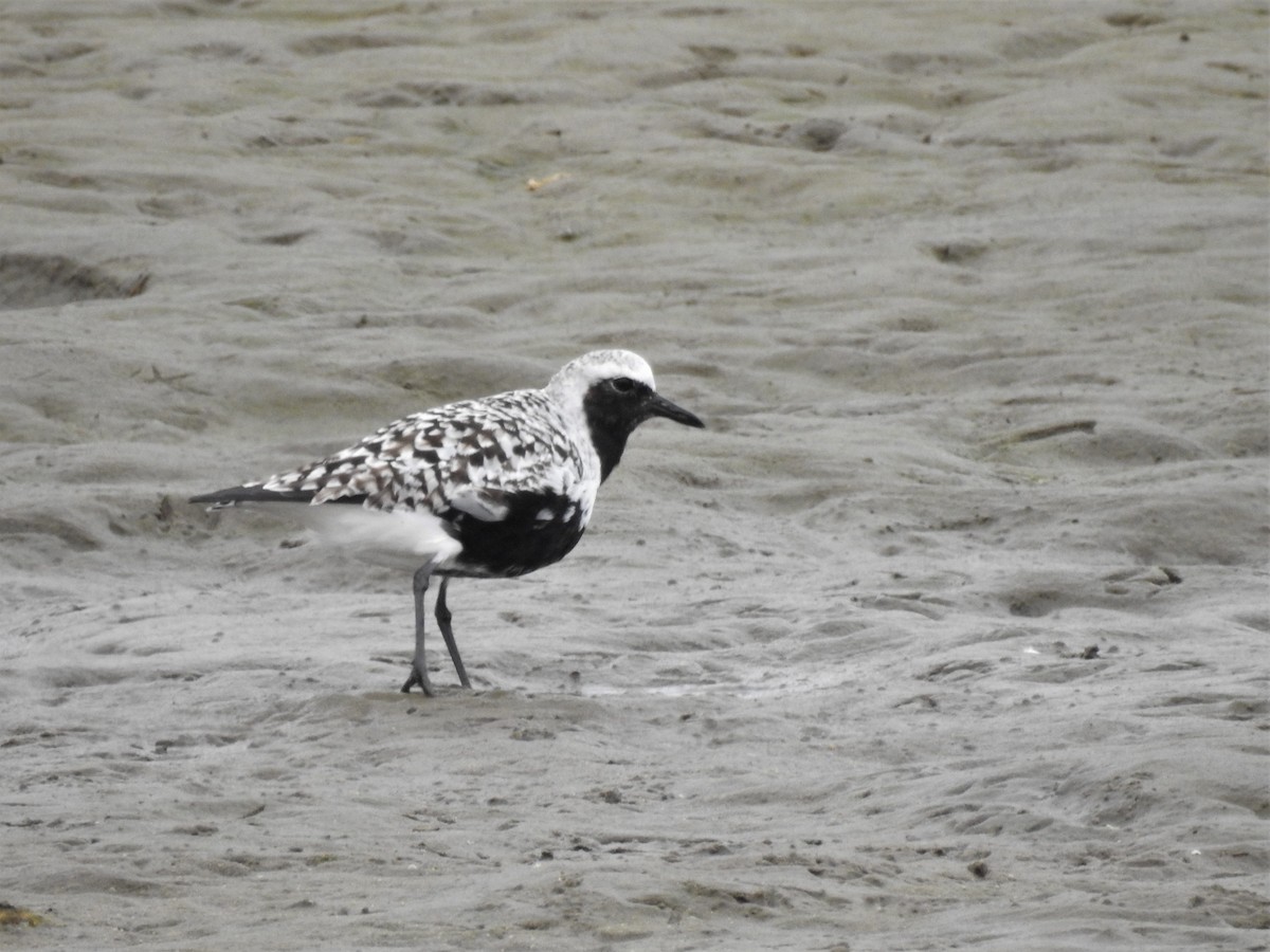 Black-bellied Plover - ML152002311